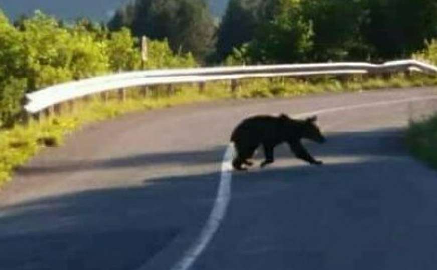 Medvjed izletio na cestu u naselju Zavalje kod Bihaća