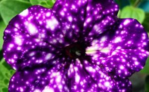 Predivne ljubičaste petunije su najbolji izbor