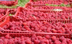 Počela berba malina, očekuju se manje količine i veći kvalitet