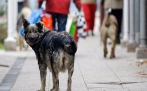 Psi oštetili više skupocjenih vozila na području Banje Luke