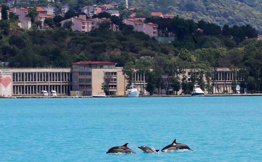 Jato razigranih delfina uljepšalo dan mještanima i turistima