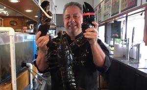 Jastog vraćen u more nakon 20 godina u restoranskom akvarijumu