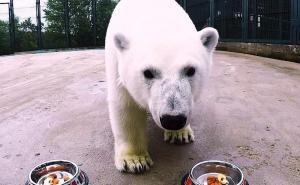 Upoznajte polarnu medvjedicu Niku koja prognozira rezultate Kupa Konfederacije