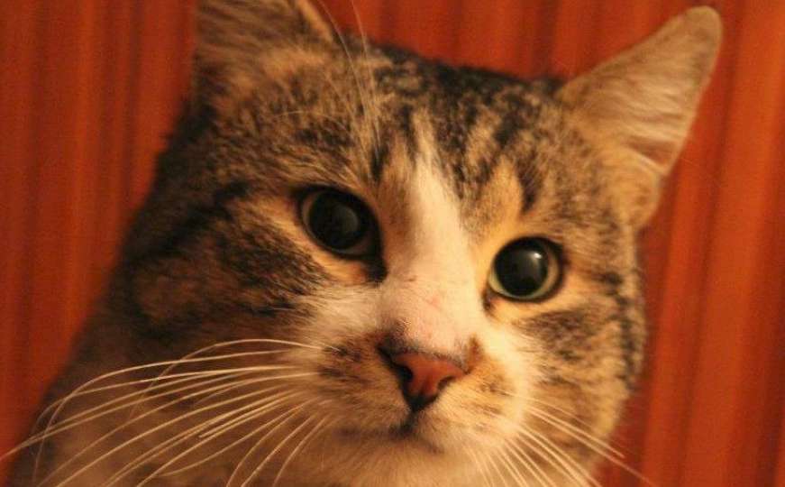 Otkriće: Mačke su se same pripitomile, nije ih trebalo mijenjati