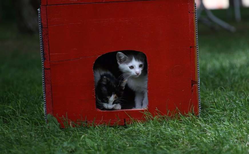 Mačke dom našle u starim glasačkim kutijama