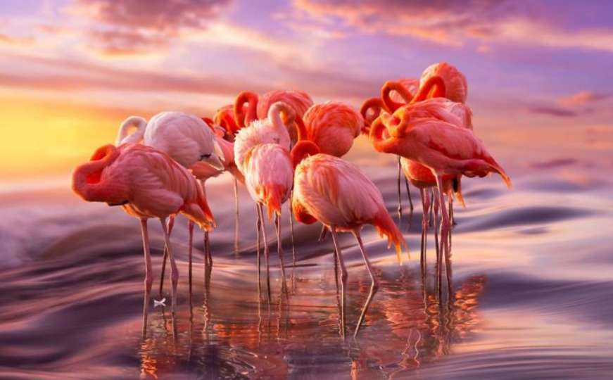 Gracioznost i ljepota flamingosa