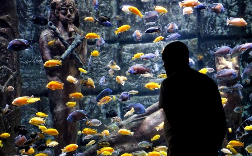 Atrakcija u akvarijumu: Ribe hrane na flašice za bebe