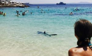 Panika zbog ajkule na plaži na Majorci