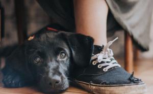 Prijatelji, spasioci, pomoćnici: Psi koji izmame osmijeh na lice