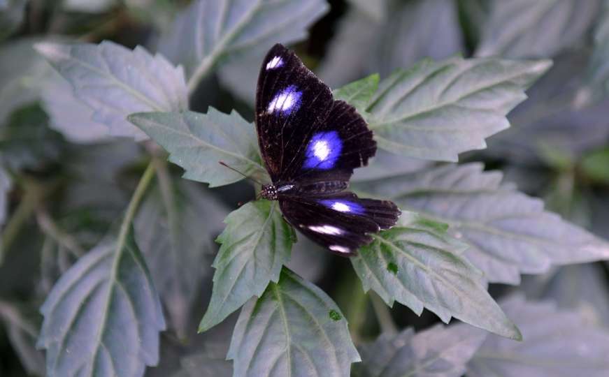 Igri leptira ljudi se dive još od drevnih vremena