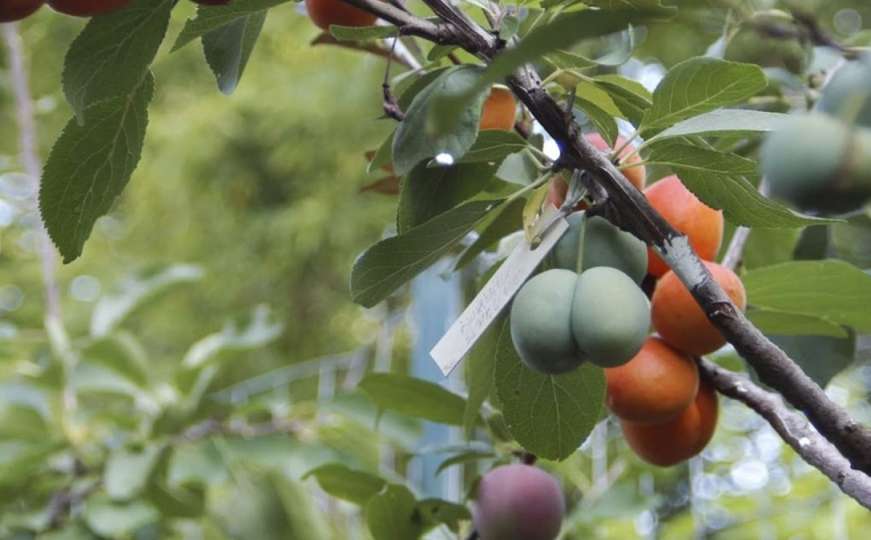 Drvo na kojem raste 40 vrsta plodova: Breskve, šljive, višnje...