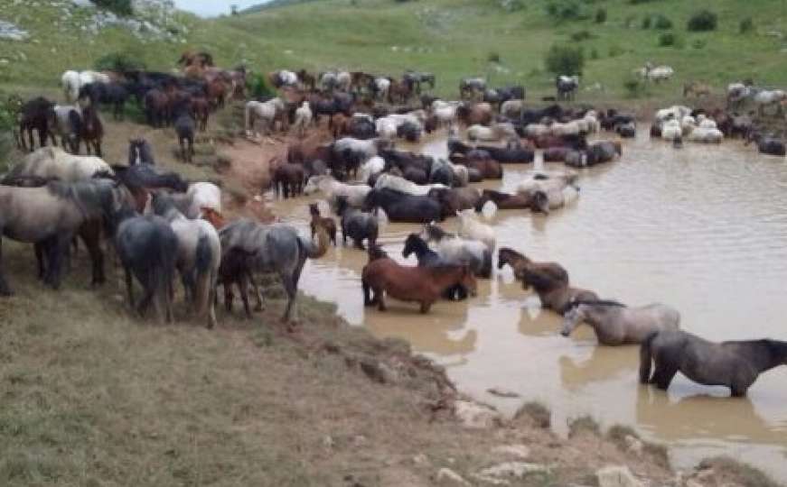 Divlji konji kod Livna našli utočište od velikih vrućina 