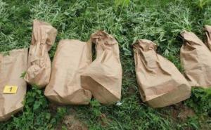 Suad Salkić uzgajao marihuanu skrivenu u kukuruzu