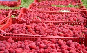 Otkupljivači u BiH očekuju cijenu do 1,5 KM po kilogramu maline