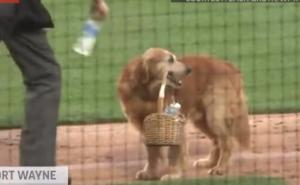 Jeste li za osvježenje: Najsimpatičniji potrčko na terenima MLB-a