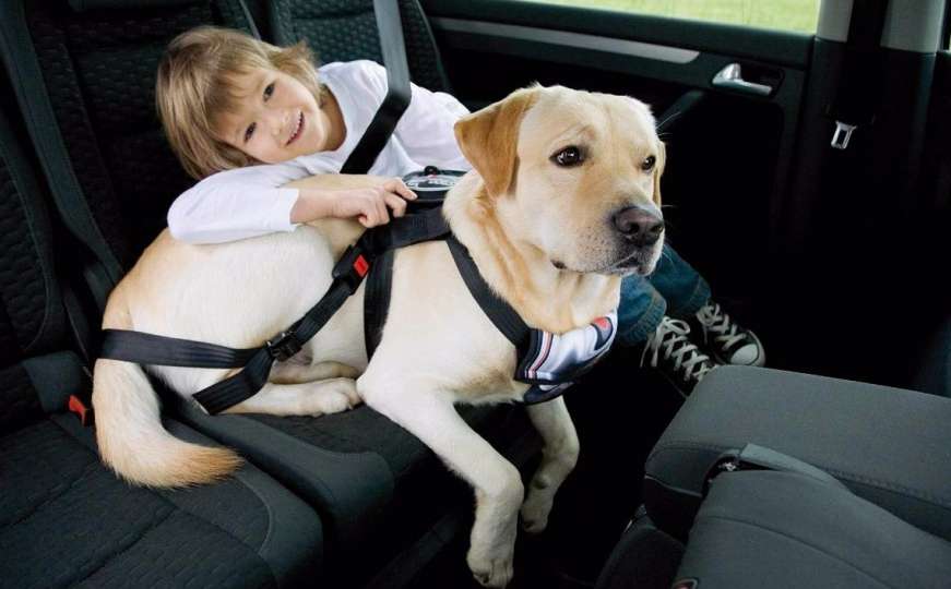Rizik za ljude i životinje: Kako pravilno osigurati kućne ljubimce u automobilu