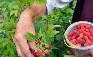 Malinari u BiH tvrde: Ugrožene egzistencije desetina hiljada porodica