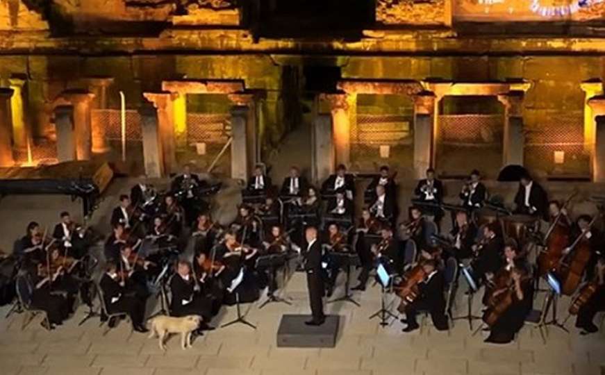 Zbunjeni pas uletio na pozornicu i ukrao show Bečkom orkestru