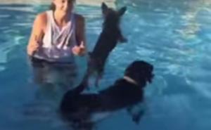 Pas skočio na većeg psa kako bi preplivao bazen