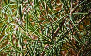 Neodoljivo mirisan i učinkovit: Ruzmarin za bolje pamćenje