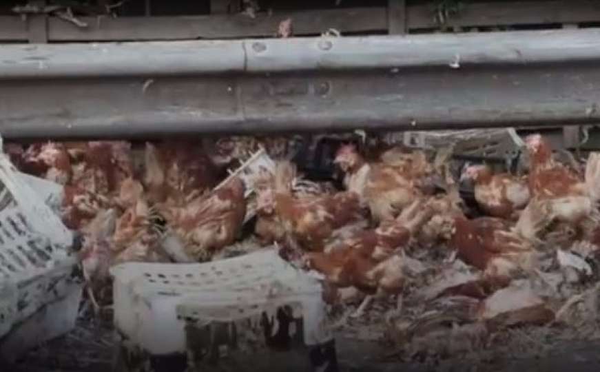 Sedam hiljada kokoški završilo na cesti nakon što je kamion udario u stub