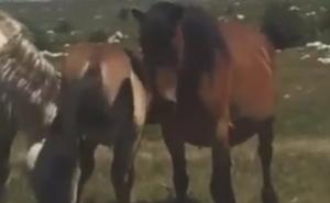 Nevjerovatan slučaj u Livnu: Konj rekao čovjeku da je konj