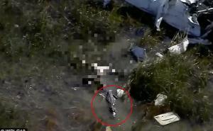 Močvara: Aligator ugrizao tijelo žrtve pada aviona
