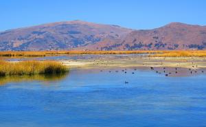 Otkriveni ostaci morskog psa iz najstarijeg perioda