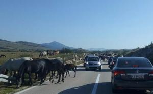 Prelijepi divlji konji blokirali put Livno - Bugojno