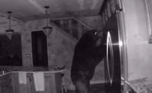 "Ko je preturao po mome frižideru": Gladni medo provalio u kuću i najeo se