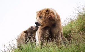 Tužan epilog: Nakon smrti triju medvjedića poginula i majka