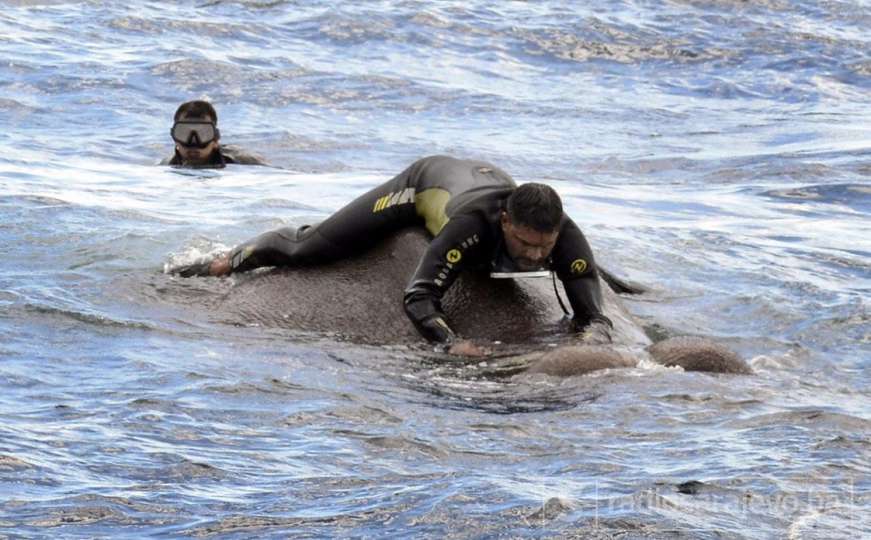 Iz Indijskog okeana spašen slon 16 kilometara od obale