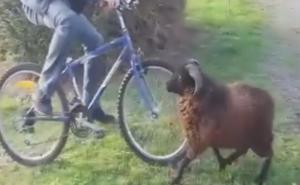 Ovan se okomio na biciklistu, stradali točkovi