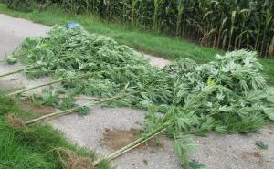 Otkrivene plantaže indijske konoplje kod Bosanskog Šamca