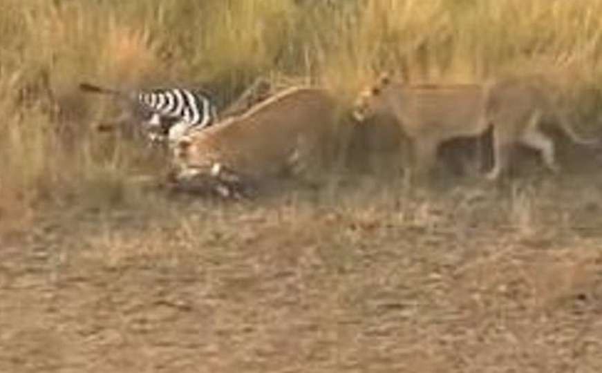 Zebra pobjegla od krokodila i naletjela na dva lava