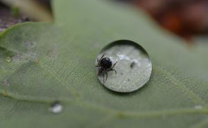 Dva jednostavna koraka za sigurno vađenje krpelja iz kože