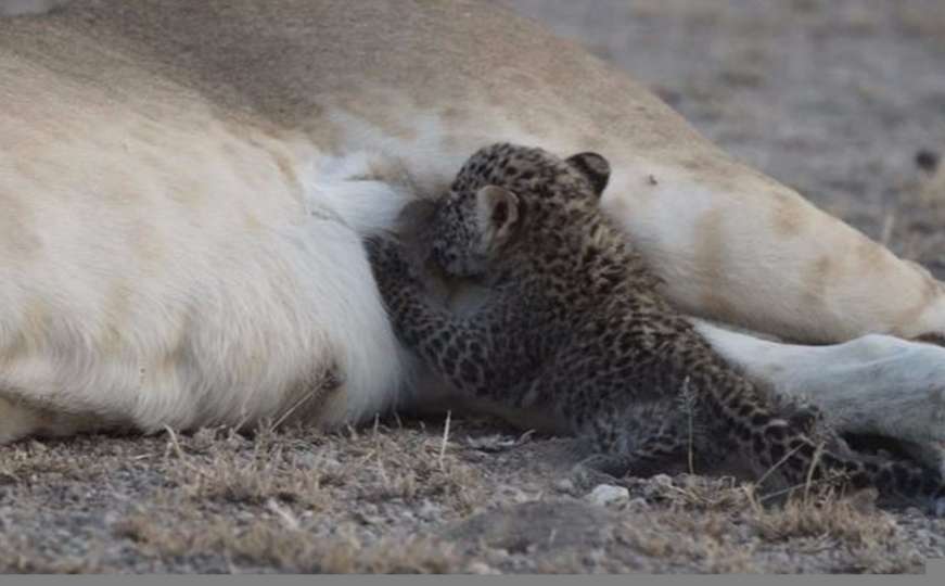 Tanzanija: Lavica usvojila mladunče leoparda 