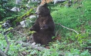 Medvjed usmrtio janje i ovcu, a onda uništio 4 košnice s pčelama