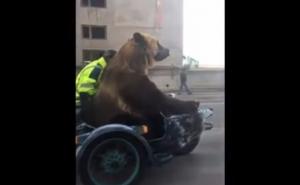 Vozač snimio medvjeda kako se vozi na motoru