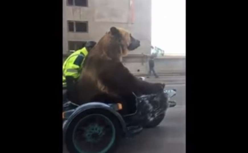 Vozač snimio medvjeda kako se vozi na motoru