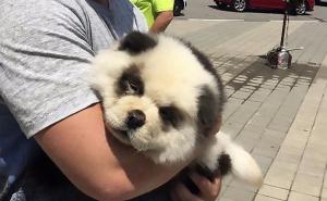 Ofarbao psa da liči na pandu pa turistima naplaćivao fotografiranje