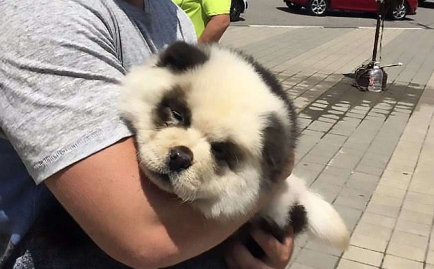 Ofarbao psa da liči na pandu pa turistima naplaćivao fotografiranje