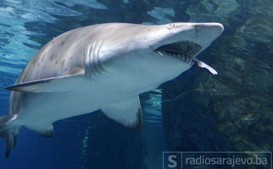 Studija otkrila kako jedu morski psi