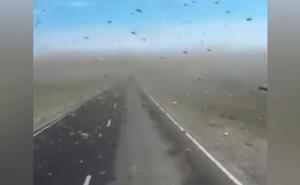 Apokaliptične scene: Rojevi skakavaca prekrili velike dijelove Rusije