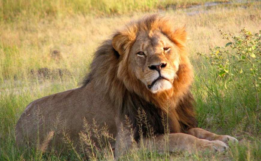 Lovci na trofeje ubili mladunče legendarnog lava Cecila
