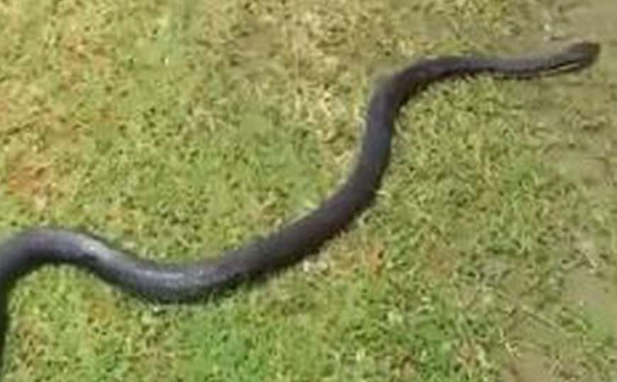 Muškarca ujela zmija otrovnica dok je radio u vrtu