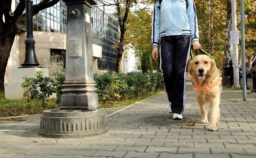 Bez zakona i obećanja: Dvije ili tri slijepe osobe u BiH imaju psa vodiča
