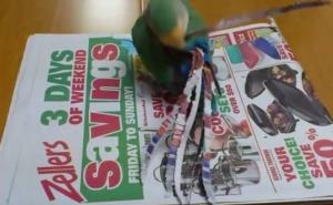 Papagaj sam sebi ugrađuje produžetke na kratki rep