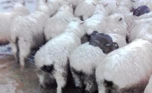 Vuneni spas: Zečevi skakali na ovce kako bi se sačuvali od poplave