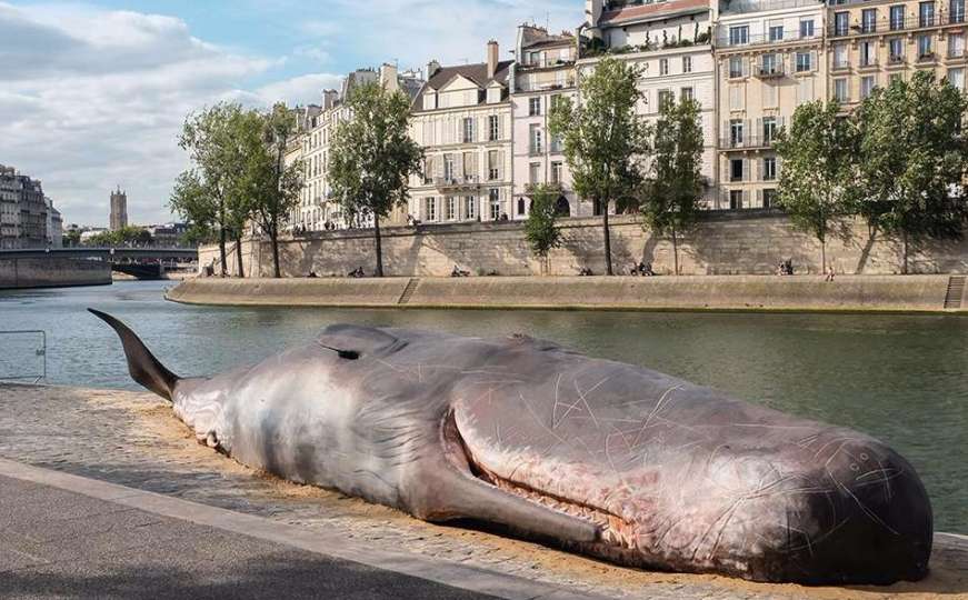 Građani i turisti iznenađeni: Na obali rijeke u Parizu pojavilo se tijelo kita
